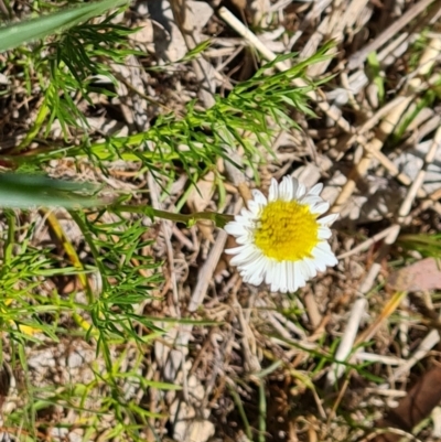 Calotis anthemoides (Chamomile Burr-daisy) at Tuggeranong, ACT - 11 Oct 2023 by Mike