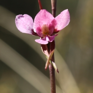 Diuris diminuta at suppressed - 11 Oct 2023