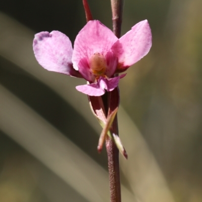 Diuris diminuta at Penrose State Forest - 11 Oct 2023 by Snowflake