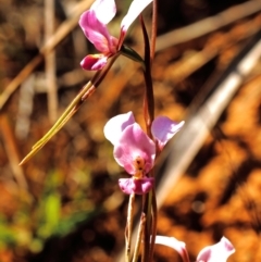 Diuris diminuta at suppressed - 11 Oct 2023