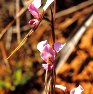 Diuris diminuta at Penrose, NSW - suppressed