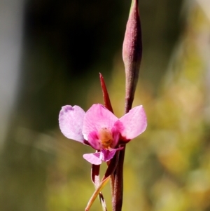 Diuris diminuta at Penrose, NSW - suppressed