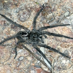 Tasmanicosa sp. (genus) at Majura, ACT - 3 Oct 2023 07:22 PM