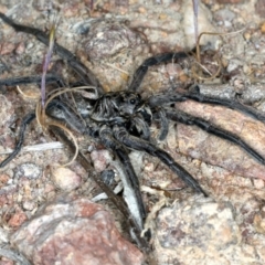 Tasmanicosa sp. (genus) at Majura, ACT - 3 Oct 2023 07:22 PM