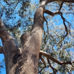 Eucalyptus albens (White Box) at Yarralumla, ACT - 11 Oct 2023 by Steve818