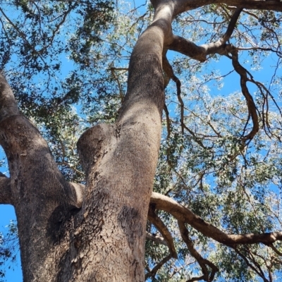 Eucalyptus albens (White Box) at Yarralumla, ACT - 11 Oct 2023 by Steve818