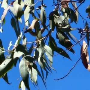 Eucalyptus albens at Yarralumla, ACT - 11 Oct 2023