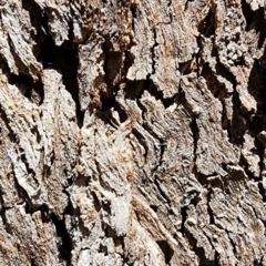 Eucalyptus albens at Yarralumla, ACT - 11 Oct 2023 02:27 PM