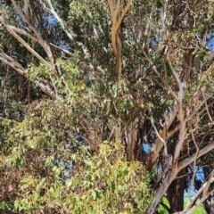 Eucalyptus moluccana (Grey Box) at Lake Burley Griffin West - 11 Oct 2023 by Steve818