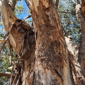 Eucalyptus moluccana at Yarralumla, ACT - 11 Oct 2023