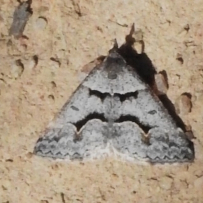 Dichromodes atrosignata (Black-signed Heath Moth ) at Bullen Range - 11 Oct 2023 by JohnBundock