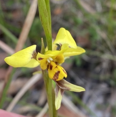 Diuris sulphurea (Tiger Orchid) at Vincentia, NSW - 3 Oct 2023 by Tapirlord