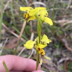 Diuris sulphurea at Vincentia, NSW - 3 Oct 2023