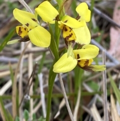 Diuris sulphurea at Vincentia, NSW - 3 Oct 2023