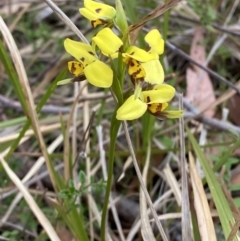 Diuris sulphurea at Vincentia, NSW - suppressed