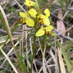 Diuris sulphurea at Vincentia, NSW - 3 Oct 2023