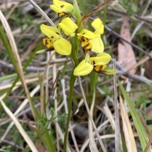 Diuris sulphurea at Vincentia, NSW - 3 Oct 2023