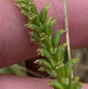 Microtis parviflora at Vincentia, NSW - suppressed