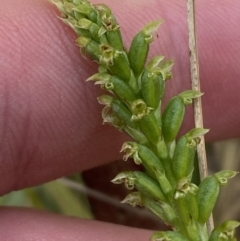 Microtis parviflora at Vincentia, NSW - suppressed