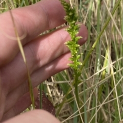 Microtis parviflora at Vincentia, NSW - suppressed