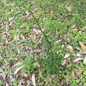 Senecio hispidulus at Huskisson, NSW - 3 Oct 2023