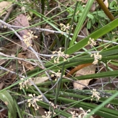 Lomandra multiflora (Many-flowered Matrush) at Huskisson, NSW - 3 Oct 2023 by Tapirlord