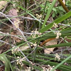 Lomandra multiflora at Huskisson, NSW - 3 Oct 2023