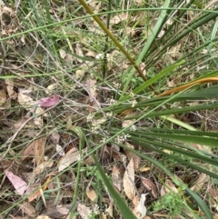 Lomandra multiflora at Huskisson, NSW - 3 Oct 2023 01:19 PM