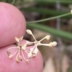 Lomandra multiflora at Huskisson, NSW - 3 Oct 2023