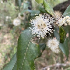 Syncarpia glomulifera subsp. glomulifera at Huskisson, NSW - 3 Oct 2023