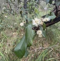 Syncarpia glomulifera subsp. glomulifera at Huskisson, NSW - 3 Oct 2023