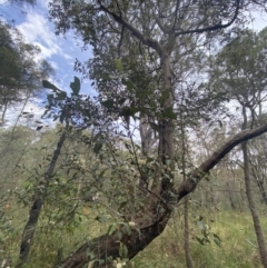 Syncarpia glomulifera subsp. glomulifera at Huskisson, NSW - 3 Oct 2023 01:16 PM