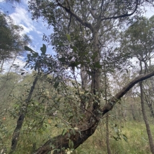 Syncarpia glomulifera subsp. glomulifera at Huskisson, NSW - 3 Oct 2023