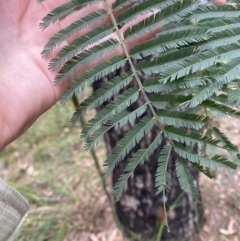 Acacia irrorata (Green Wattle) at Huskisson, NSW - 3 Oct 2023 by Tapirlord