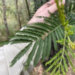 Acacia irrorata at Huskisson, NSW - 3 Oct 2023