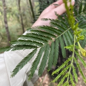 Acacia irrorata at Huskisson, NSW - 3 Oct 2023 01:15 PM