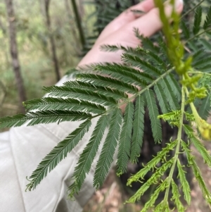 Acacia irrorata at Huskisson, NSW - 3 Oct 2023