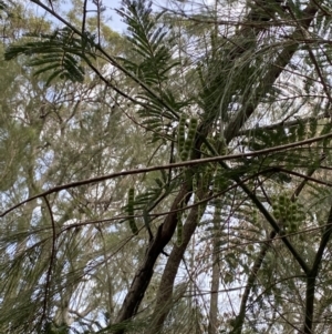 Acacia irrorata at Huskisson, NSW - 3 Oct 2023