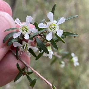 Leptospermum polygalifolium subsp. polygalifolium at Huskisson, NSW - 3 Oct 2023