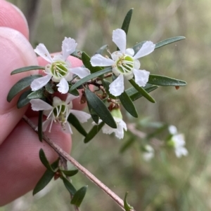 Leptospermum polygalifolium subsp. polygalifolium at Huskisson, NSW - 3 Oct 2023 01:12 PM