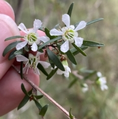 Leptospermum polygalifolium subsp. polygalifolium at Huskisson, NSW - 3 Oct 2023 01:12 PM