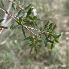 Leptospermum polygalifolium subsp. polygalifolium at Huskisson, NSW - 3 Oct 2023 01:12 PM