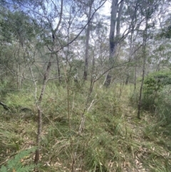 Leptospermum polygalifolium subsp. polygalifolium at Huskisson, NSW - 3 Oct 2023 01:12 PM