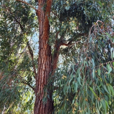 Eucalyptus tricarpa (Red Ironbark) at Yarralumla, ACT - 11 Oct 2023 by Steve818