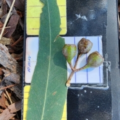 Eucalyptus tricarpa at Yarralumla, ACT - 11 Oct 2023