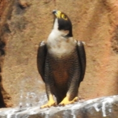 Falco peregrinus (Peregrine Falcon) at Kambah, ACT - 11 Oct 2023 by JohnBundock