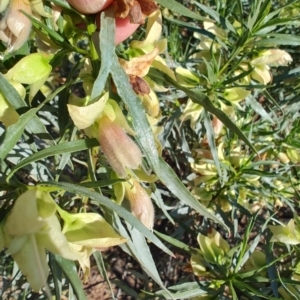 Eremophila alatisepala at Opalton, QLD - 1 Aug 2023