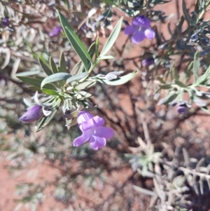 Eremophila bowmanii subsp. latifolia at Opalton, QLD - 1 Aug 2023