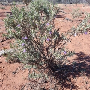 Eremophila bowmanii subsp. latifolia at Opalton, QLD - 1 Aug 2023 10:04 AM