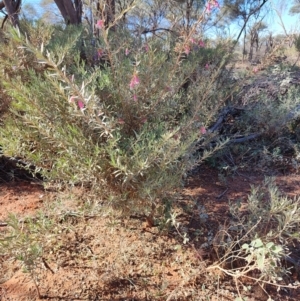 Eremophila latrobei subsp. latrobei at Opalton, QLD - 1 Aug 2023